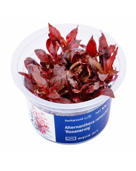 Alternanthera reineckii 'Rosanervig' - Aqua-art